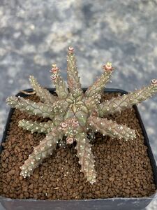 ユーフォルビア　ガムケンシス　× ブレビラマ　実生苗　euphorbia gamkensis × brevirama 多肉植物