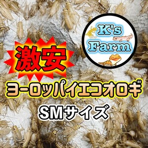 600匹(死着保証込み)　SMサイズ約0.8～1.2cm)　激安ヨーロッパイエコオロギ　