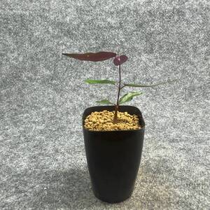 【鉢ごと発送】ペトペンチア ナタレンシス / Petopentia natalensis /【実生】/ 2号鉢 / 【現品】24-7-23-38