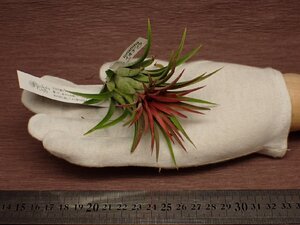 Tillandsia ionantha チランジア・イオナンタ 488★エアプランツEP