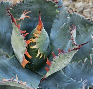 セール 現品 超選抜　親株　イシパラ　FO-076 検（agave チタノタ チタノータ　アガベ　白鯨　パープソラム　氷山 ピンキー　好きにも