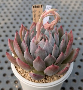 20.中里リンゼアナ×ザラゴーサSPノバ 実生苗 エケベリア 国産 多肉 Echeveria