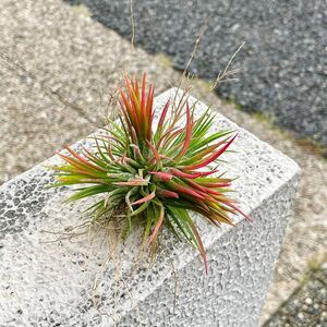 発色良好 Tillandsia エアプランツ イオナンタ フエゴ クランプ