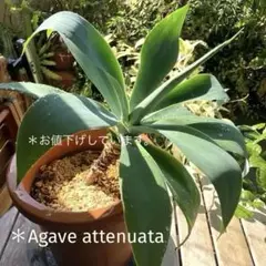 アガベアテナータ　　“Agave attenuata"