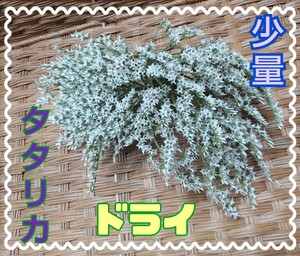 ◆◆Hydrangea◆◆タタリカ　デュモサ　ドライフラワー　リース　スワッグ　花束　ブーケ　少量　お試し　ハンドメイドに　スターチス　