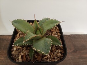 アガベ チタノタ フィリグリー 拇指厳竜　Agave titanota Filigree ① 子株　発根済　良型　強刺 オテロイ