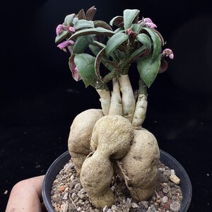 260B 特選 Euphorbia neorubella 人参大戟 塊根植物