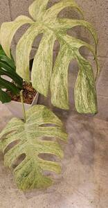 ◆モンステラ　ボルシギアナ　フルミント！！ full Mint！斑入り！天芽！◆Monstera Borsigiana full Mint！！極上斑！