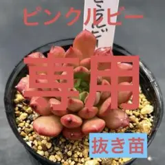 多肉植物 韓国苗 エケベリア ピンクルビー 抜き苗