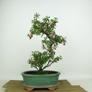 盆栽 白紫檀 樹高 約23cm しろしたん Cotoneaster horizontalis シロシタン バラ科 常緑樹 観賞用 現品