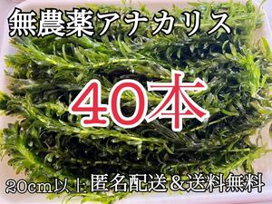 送料無料 40本20cm以上 無農薬アナカリス(オオカナダモ)アクアリウム餌水草 ザリガニエビ金魚メダカ金魚草金魚藻