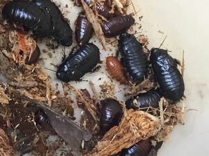 沖縄北部産(wild)リュウキュウクチキゴキブリの黒い個体　5匹での出品です　入札制限あり　