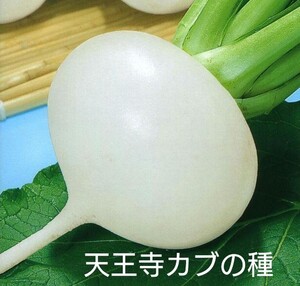 天王寺かぶの種子 100粒 カブ 丈夫で作りやすい！肉質は甘みがありやわらかい葉も利用できる蕪！