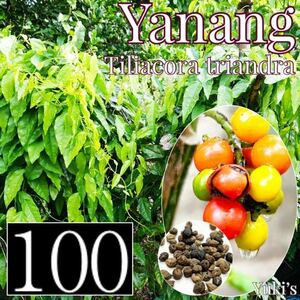 《タイ料理の材料》ヤーナーン 種子×10[エスニックプランツ]Tiliacora triandra