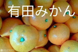 本物 有田みかん 2Kg サイズ混合 訳あり 和歌山県有田市内産 特産品 名産品 旬 フルーツ 家庭用 安全 果物 定番 名物 ミカン 柑橘類 D