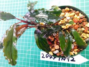 ◎2044TN12　 (自家栽培）水草　ブセファランドラ　Bucephalandra sp. 西カリマンタン①