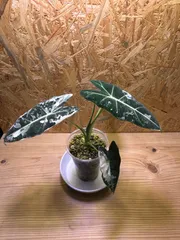 アロカシア　グリーンベルベット斑入り　Alocasia micholitziana 