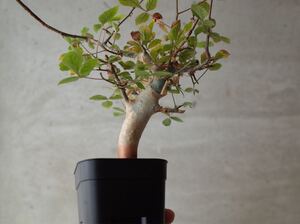 2 発根済 コミフォラ ホルトジアナ Commiphora holtziana 灌木 コーデックス カタフ ピグマエア ハベシニカ ヤトロファ スピカータ