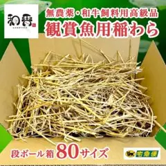 無農薬 観賞魚用 稲わら（箱80サイズ）稲藁いなわらめだか越冬ミジンコY