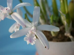 T♪洋蘭　Cattleya lundii f.concolor `Equilab