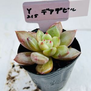 Y215 デアデビル 多肉植物 エケベリア 韓国苗