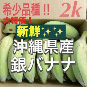 1129⑤大人気希少品種農薬不使用沖縄県産銀バナナ箱別2キロ分