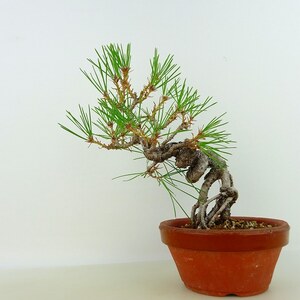 盆栽 松 黒松 樹高 約19cm くろまつ Pinus thunbergii クロマツ 根上り マツ科 常緑針葉樹 観賞用 小品 現品