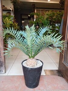 エンセファラルトス　クレオパトラ　Encephalartos Arenarius Encephalartos Horridus ホリダス　アレナリウス