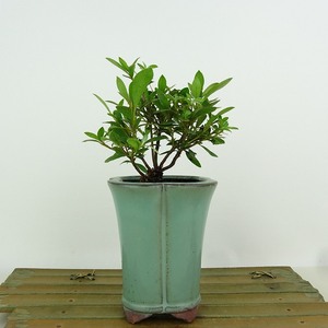 盆栽 皐月 新翠 樹高 約10cm さつき Rhododendron indicum サツキ ツツジ科 常緑樹 観賞用 小品 現品