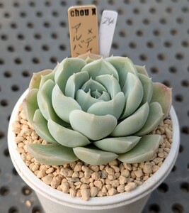 24.アルバミニ×デスメチアナ【初出品】 実生苗 エケベリア 国産 多肉 Echeveria