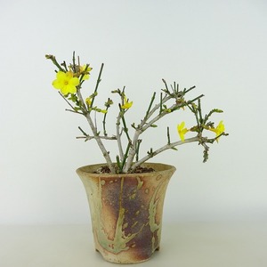 盆栽 黄梅 樹高 約12cm おうばい Jasminum nudiflorum オウバイ 花物 半つる性 モクセイ科 ソケイ属 落葉樹 観賞用 小品 現品