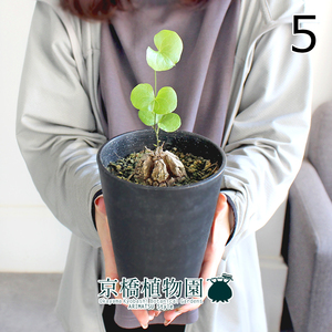 【現品】アフリカ亀甲竜 4号（5）Dioscorea elephantipes