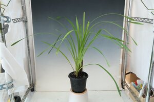 洋蘭 原種 シンビジューム TA11900 Cymbidium maguanense