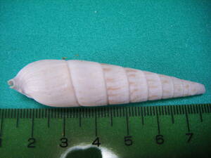 天然採取の貝殻　「ナガタケノコガシラガイ」　標本Ｓ１１　超美品　