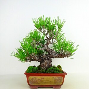 盆栽 松 黒松 樹高 約23cm くろまつ 高級盆栽 Pinus thunbergii クロマツ マツ科 常緑針葉樹 観賞用 現品