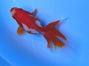 福嘉金魚 動画あり！ 上物 更紗琉金 将来楽しみな可愛い綺麗な金魚 飯田産 約9～10センチ ２歳 現物 １匹 SR-3 ④-2 金魚 滋賀 伊徳