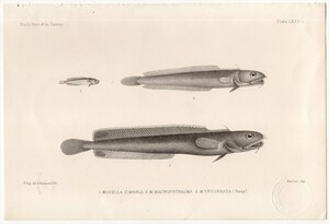 1880年 鋼版画 英国とアイルランドの魚類~カワメンタイ科 ヤマトヒゲダラ 蔵書印あり 博物画