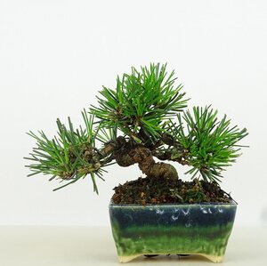 盆栽 松 黒松 樹高 約9cm くろまつ Pinus thunbergii クロマツ マツ科 常緑針葉樹 観賞用 小品 現品