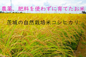 ＜こんな時代だからこそ自然栽培米＞令和5年度 茨城県産 コシヒカリ 玄米20㎏ 無農薬 無肥料 農家直送 