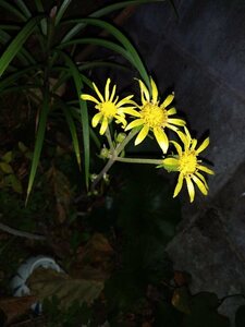 即決山野草コセンダングサ黄色花種種まきたねタネ