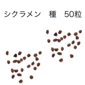 匿名配送 シクラメン 種 花 園芸 ガーデニング 50粒